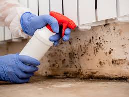 Why You Should Choose Our Mold Remediation Services in Humble, TX